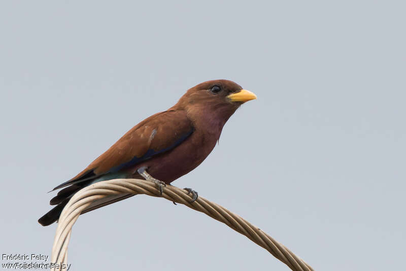 Broad-billed Rolleradult