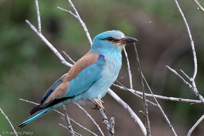 European Roller