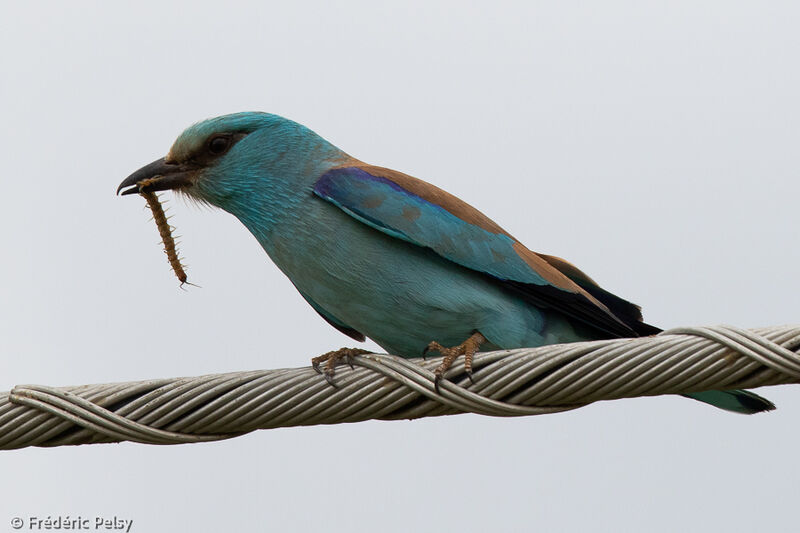 European Roller, eats