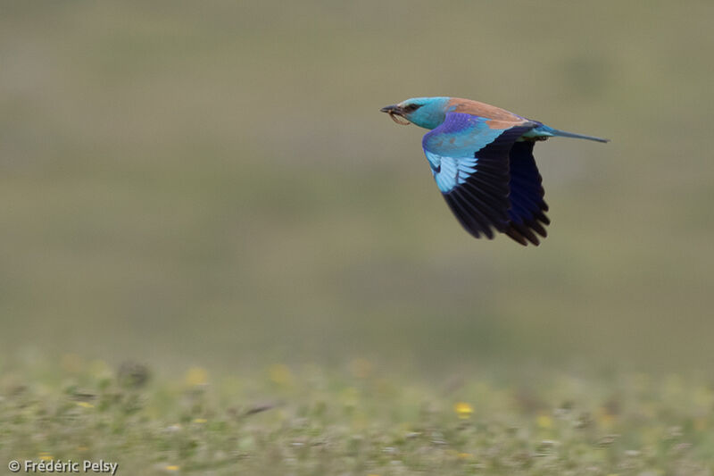 European Roller, Flight