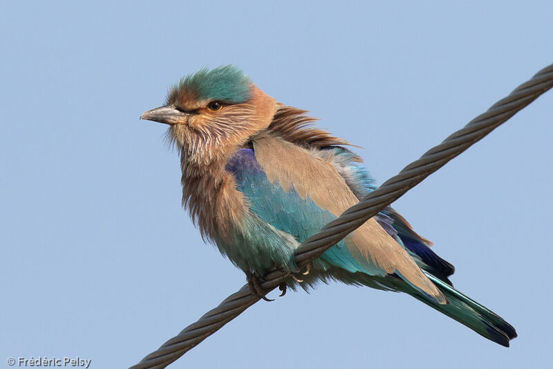 Indian Roller