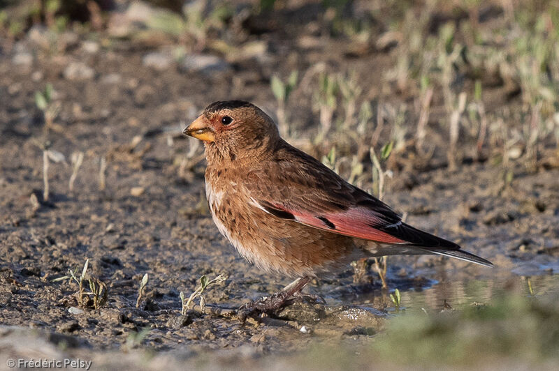 Asian Crimson-winged Finch