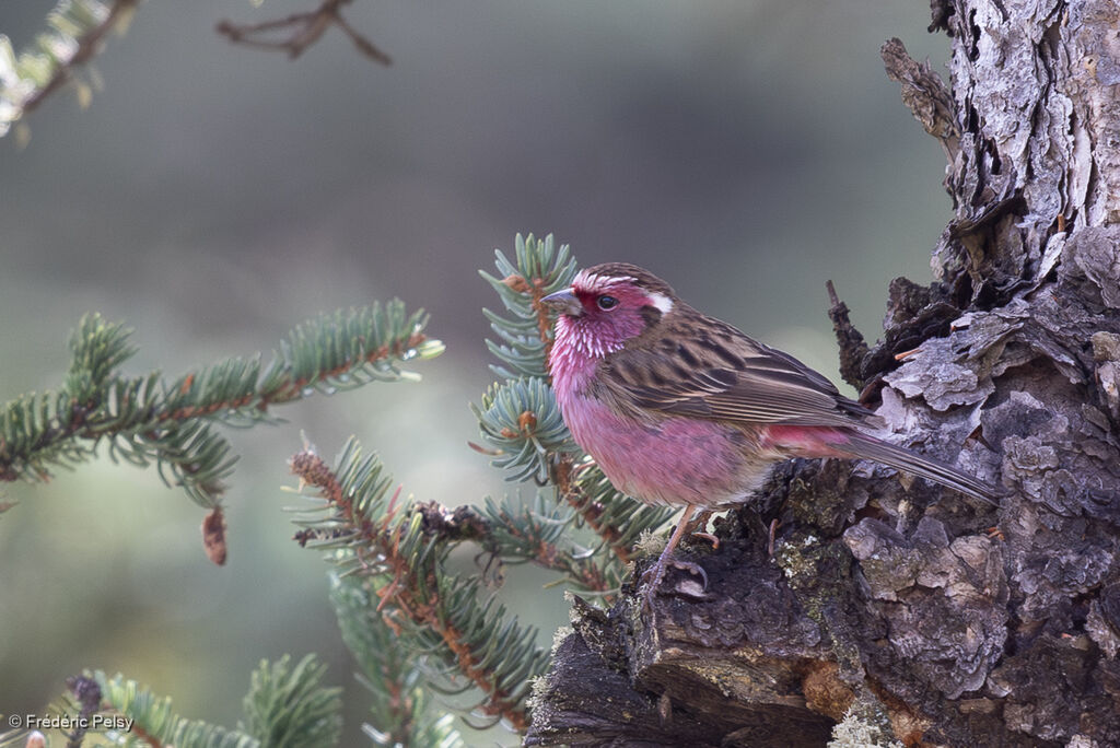 Roselin à sourcils blancs mâle