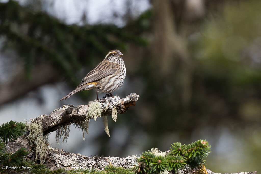 Chinese White-browed Rosefinch