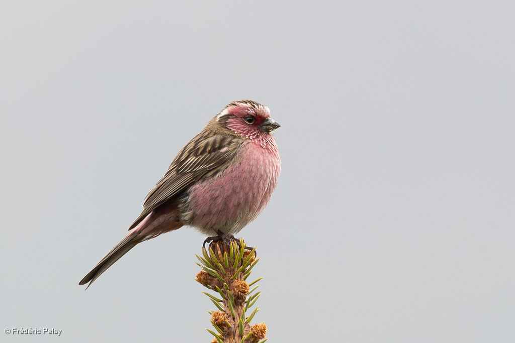 Chinese White-browed Rosefinch