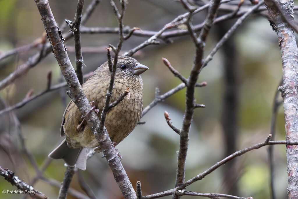 Roselin d'Edwards femelle