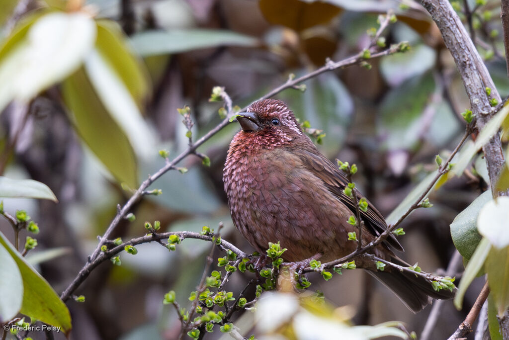 Roselin d'Edwards mâle