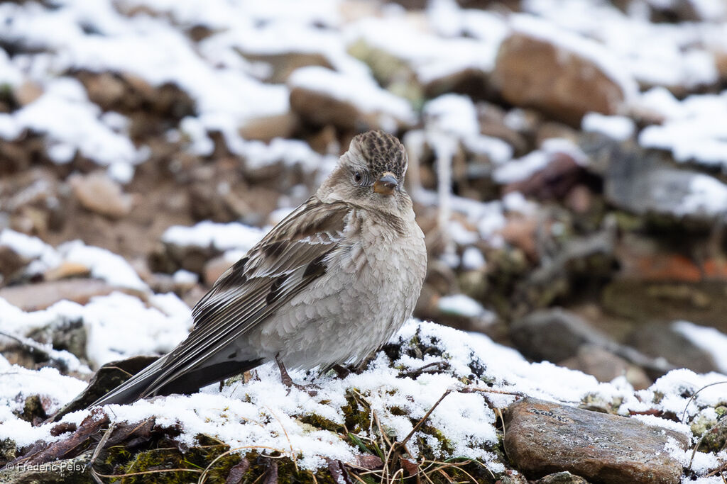 Plain Mountain Finch