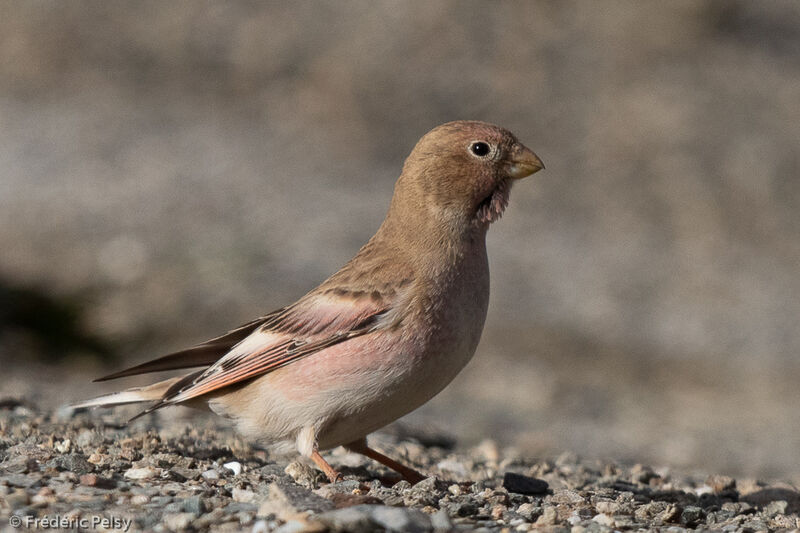 Mongolian Finch