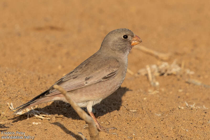 Trumpeter Finch male Second year, identification