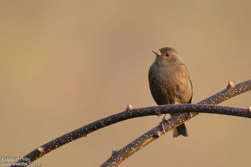 Dark-breasted Rosefinch female adult, identification