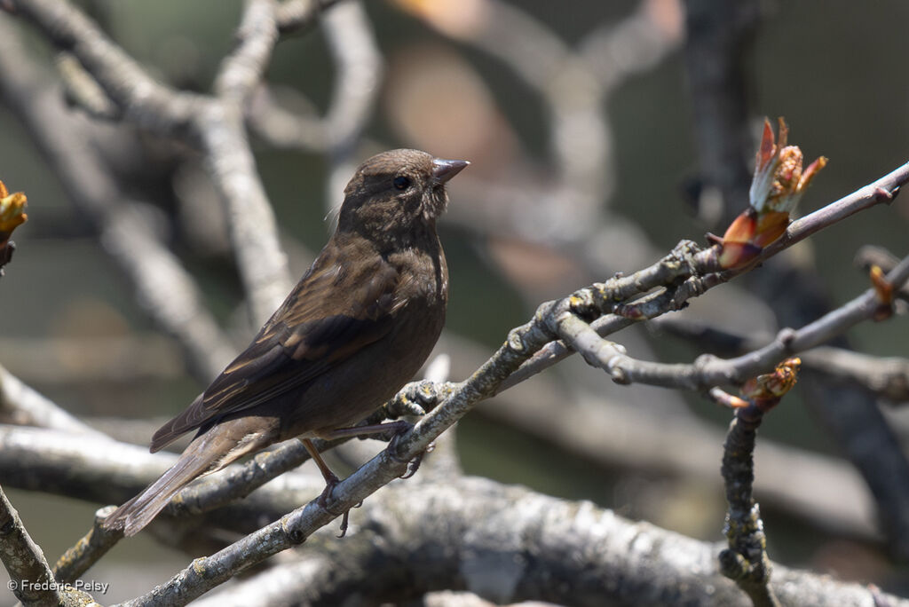 Dark-breasted Rosefinch