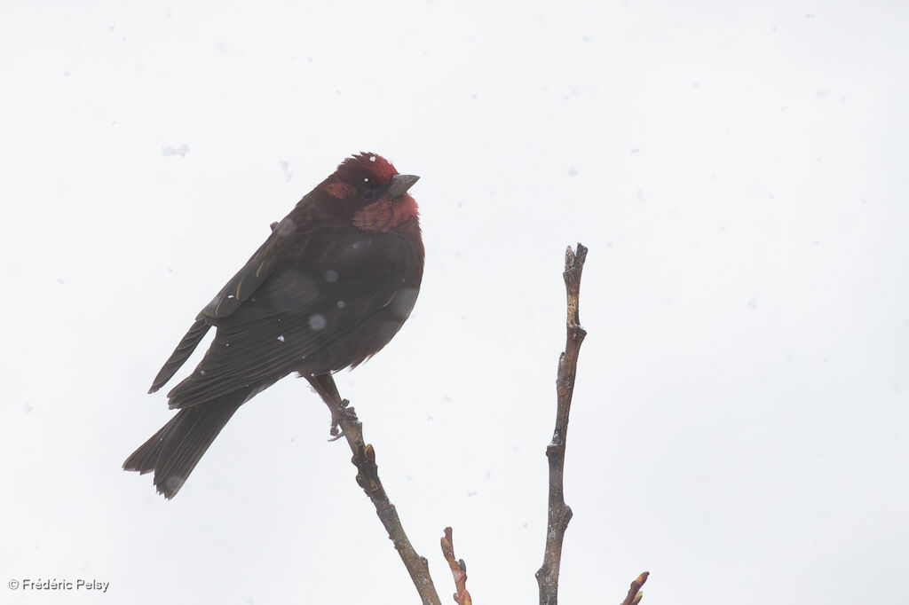 Dark-breasted Rosefinch