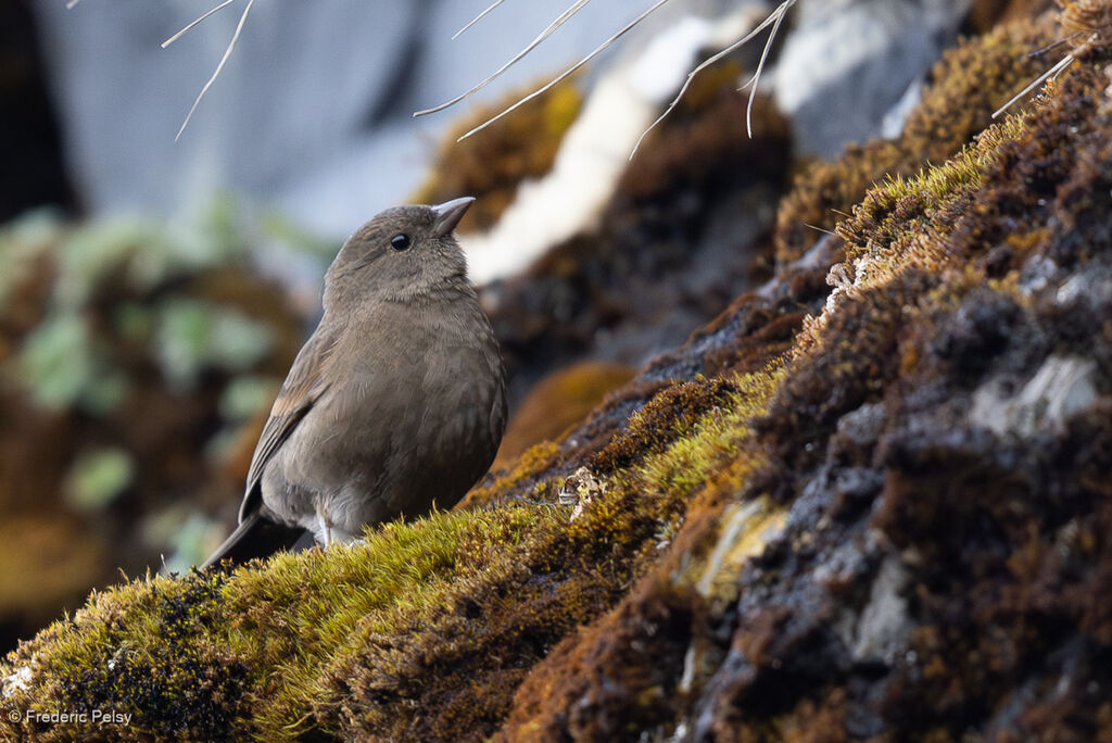 Roselin sombre femelle
