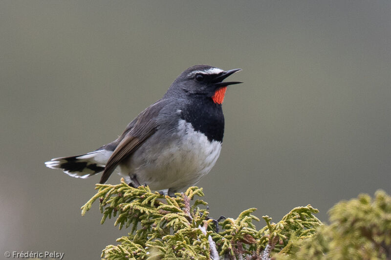 Himalayan Rubythroat male adult