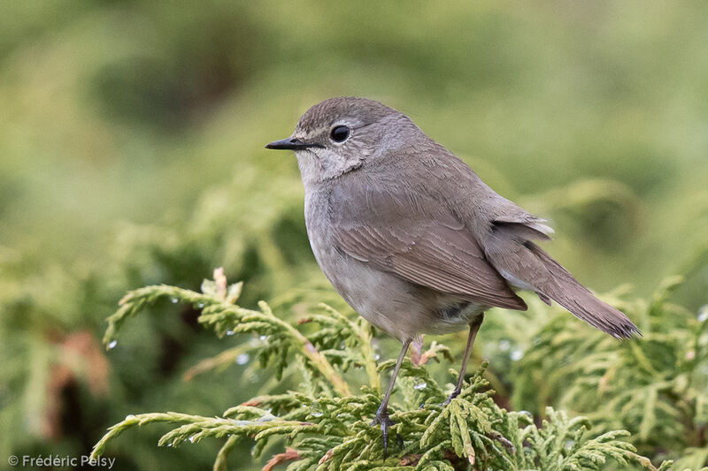 Himalayan Rubythroat female adult