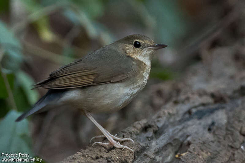 Siberian Blue Robin female adult post breeding, identification