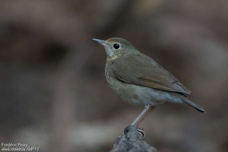 Siberian Blue Robin female immature, identification