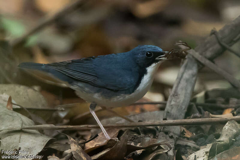 Siberian Blue Robin male adult breeding, feeding habits, eats