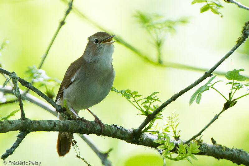 Common Nightingaleadult, song