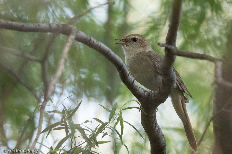 Common Nightingale