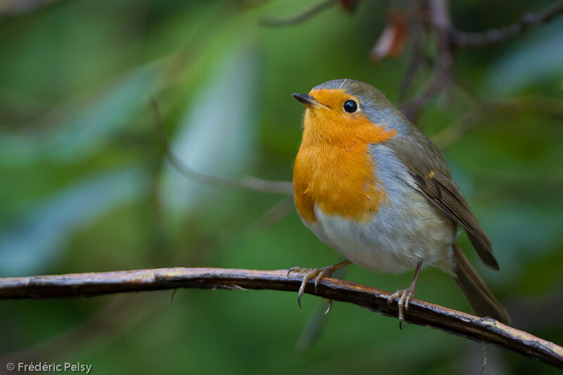 European Robin