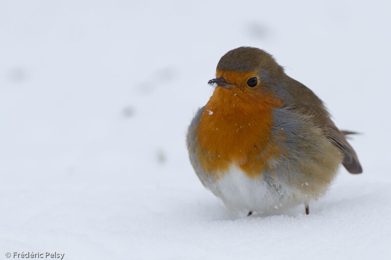 European Robin