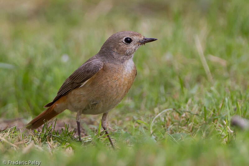 Common Redstart female adult