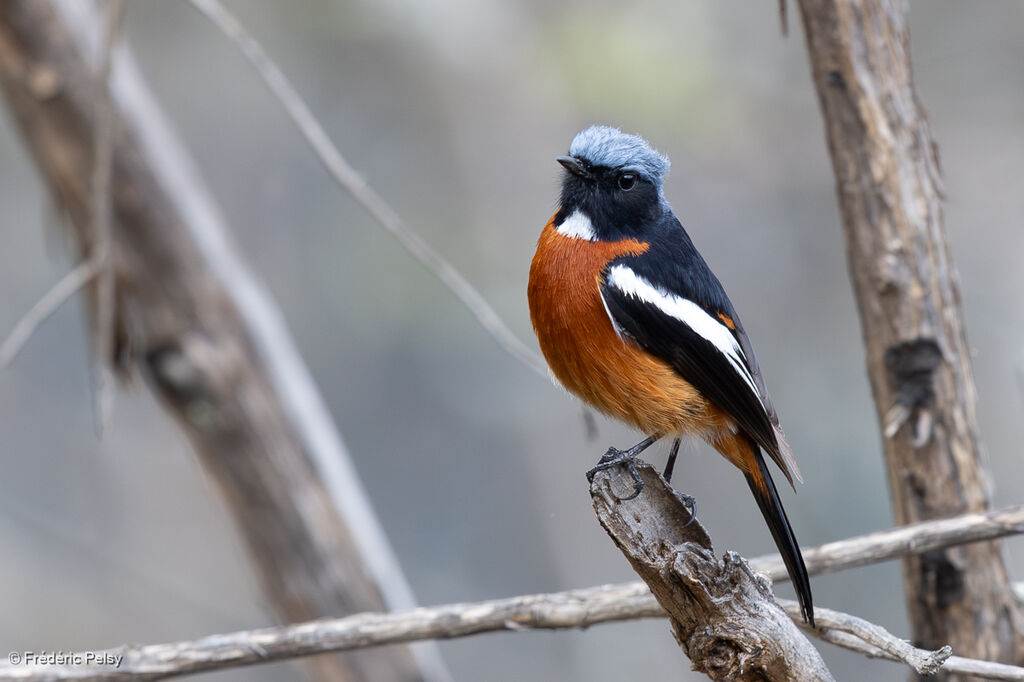 White-throated Redstart