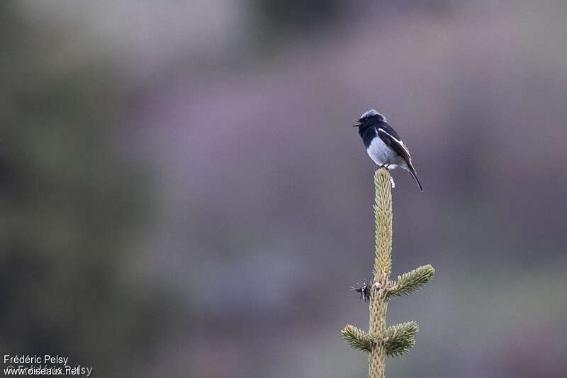 Blue-capped Redstart male adult, song