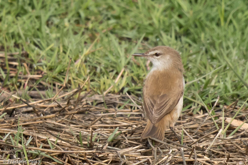 Lesser Swamp Warbleradult