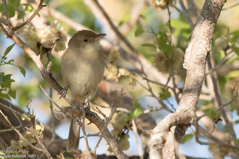 Thick-billed Warbleradult, close-up portrait