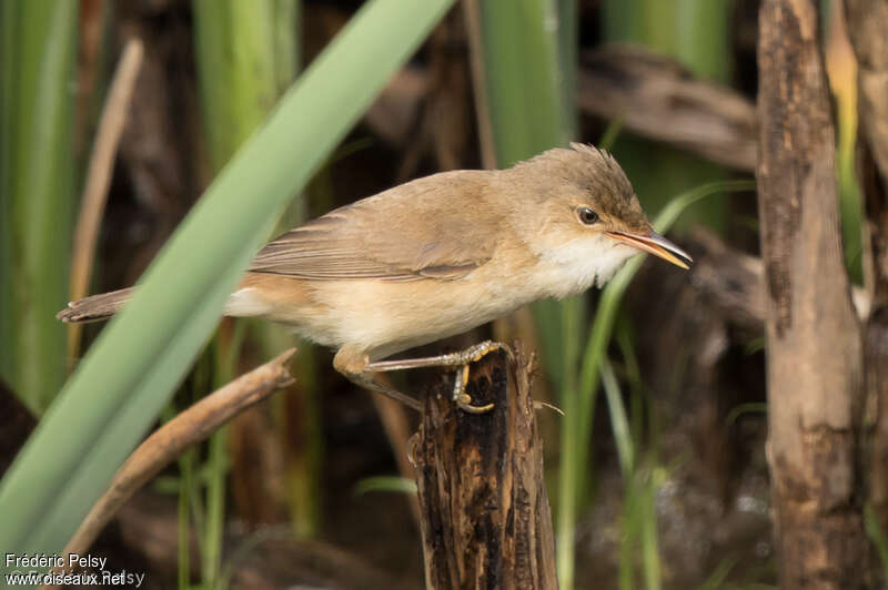 Rousserolle africaineadulte, identification