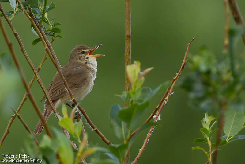 Rousserolle des buissons mâle adulte nuptial, identification