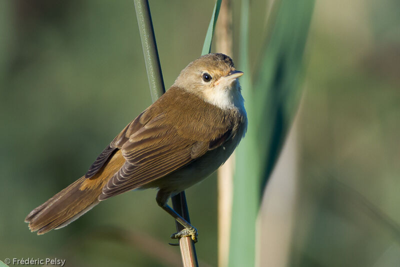 Common Reed Warbler