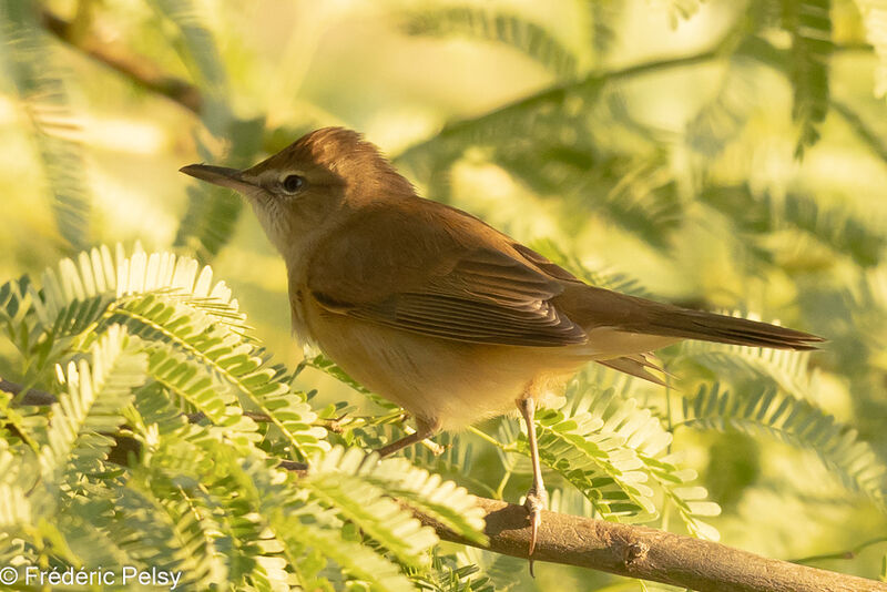 Clamorous Reed Warbler