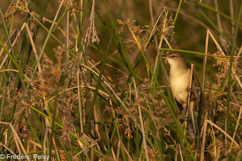 Clamorous Reed Warbler