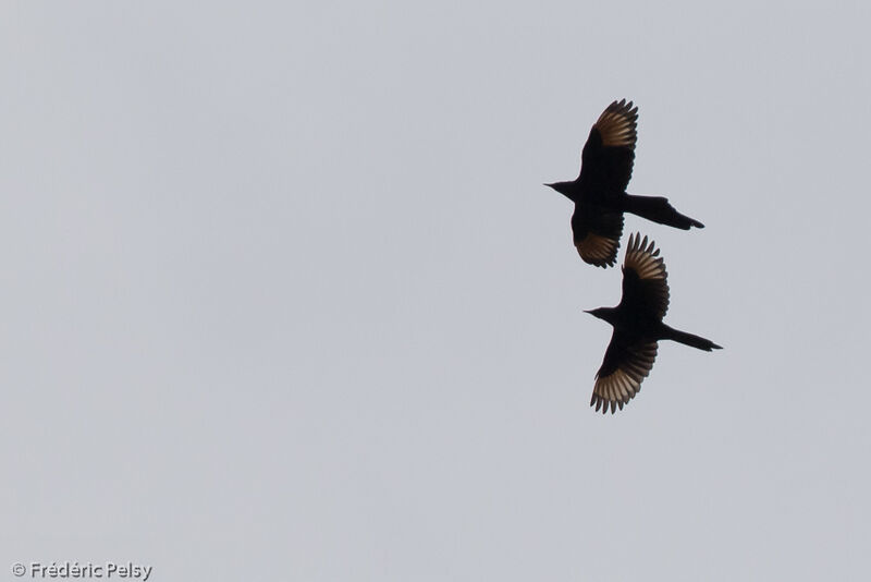 Slender-billed Starling