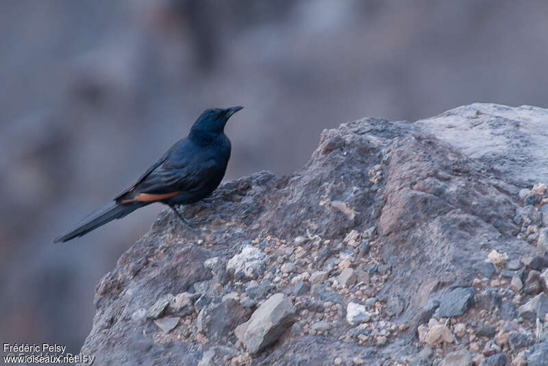 Somali Starling male adult, identification