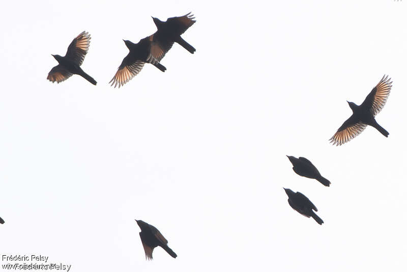 Stuhlmann's Starling, Flight