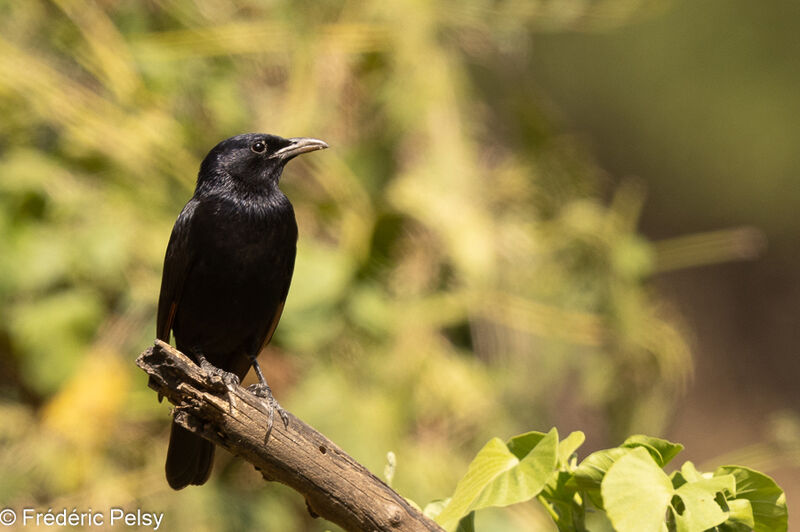 Tristram's Starling male