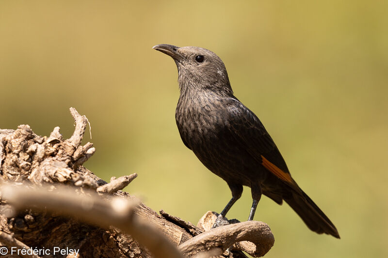 Tristram's Starling female