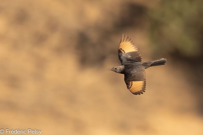 Tristram's Starling female, Flight