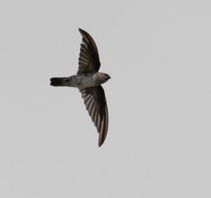 Salangane de Christmas