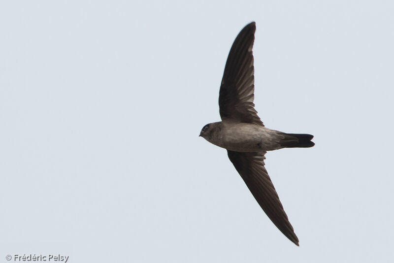 Edible-nest Swiftlet (germani)adult, Flight