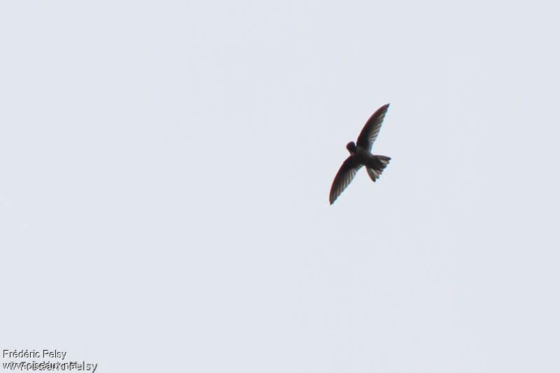 Mountain Swiftlet