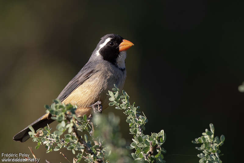 Saltator à bec orange mâle adulte, identification