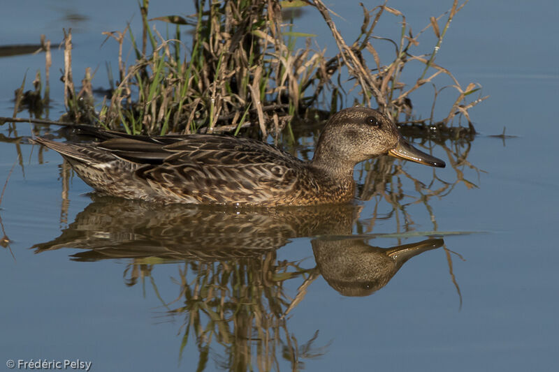 Eurasian Teal female adult