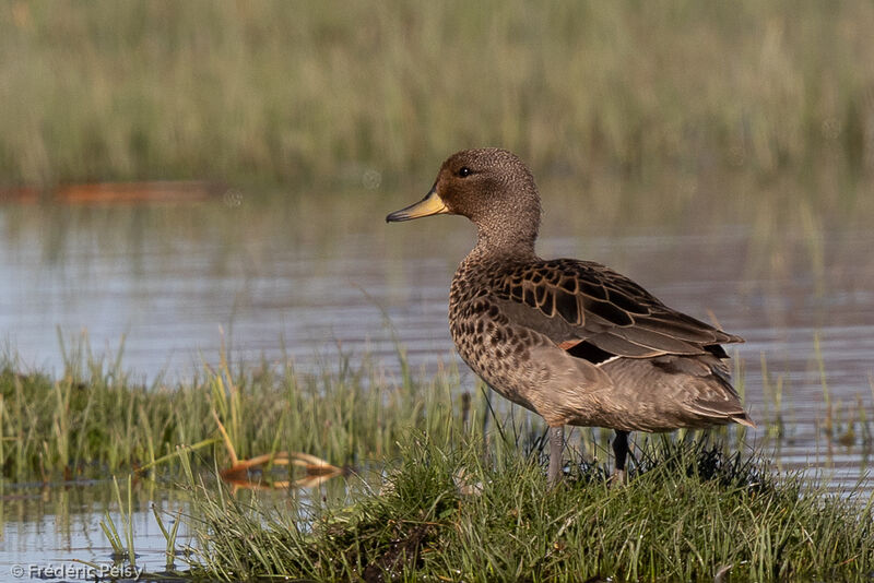 Yellow-billed Teal