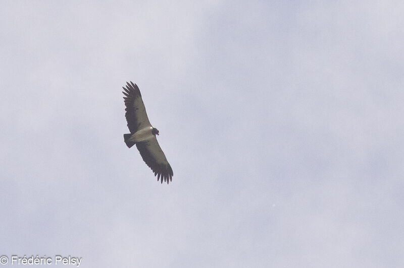 King Vulture